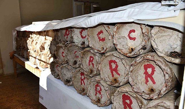 Misafir odasını bal arılarına ayırdı