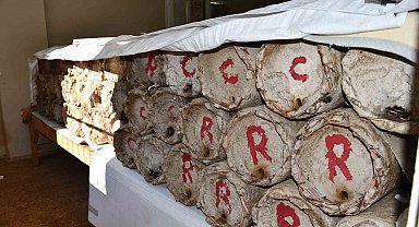 Misafir odasını bal arılarına ayırdı