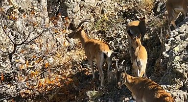 Munzur'un sarp kayalıklarında yaban keçileri