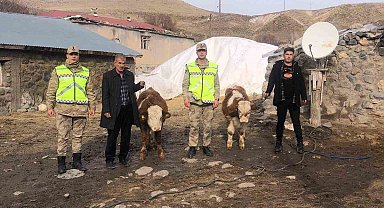 Muş'ta çalınan 2 büyükbaş hayvan bulundu