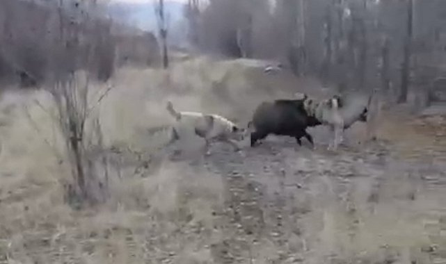 Muş'ta yaban domuzu ile çoban köpeklerinin kovalamacası kamerada
