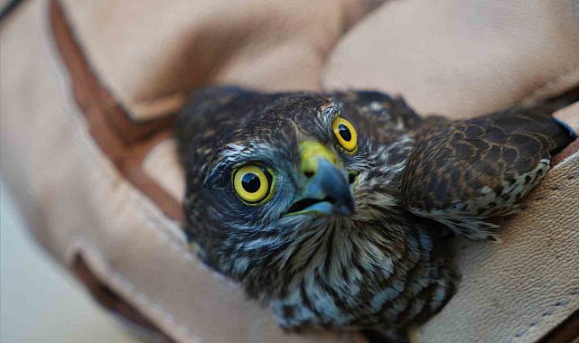 Muş'ta yaralı halde bulunan atmaca tedavi altına alındı