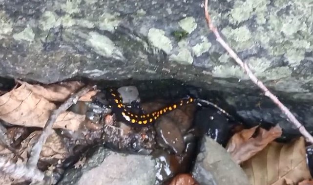 Nesli tehlike altındaki Kafkas semenderi Şavşat'ta görüntülendi