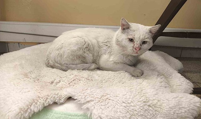 Okul, sokak kedisinin yuvası oldu