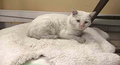 Okul, sokak kedisinin yuvası oldu