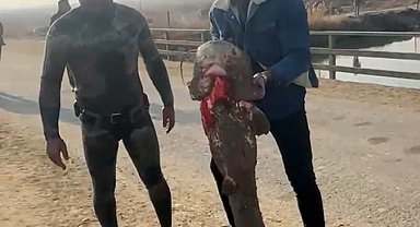 Olta yok, ağ yok: Karasu Çayı'nda çıplak elle yayın balığı avı