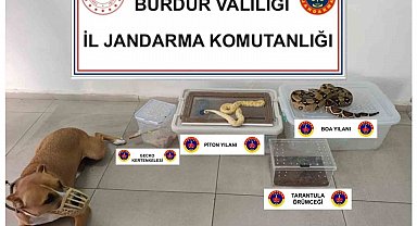 Operasyon yapılan ev hayvanat bahçesi gibi çıktı