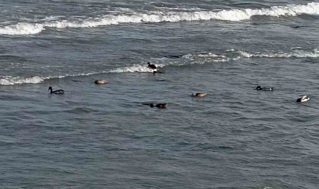 Ordu'da yaban ördekleri şöleni: 11 kuşluk sürü görüntülendi