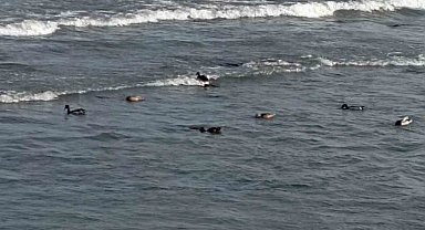 Ordu'da yaban ördekleri şöleni: 11 kuşluk sürü görüntülendi