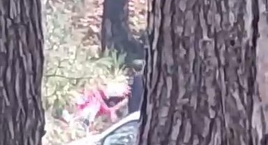 Ormanlık alanda kadını darbeden şüpheli yakalandı