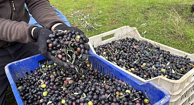 Orta Sakarya Vadisi'ndeki mikroklima etkisine sahip Osmaneli'nde zeytinler hasat sona erdi