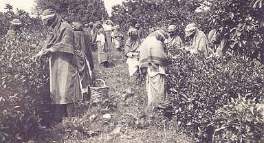 Ortaya çıkan arşiv Türk Çayı'nın tarihine ışık tutuyor