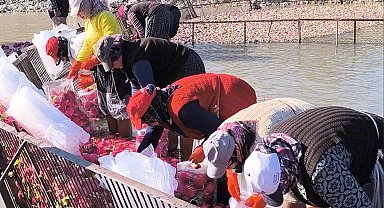 Osmaniye Kadirli'de turp mesaisi: Soğuk suda ekmek mücadelesi