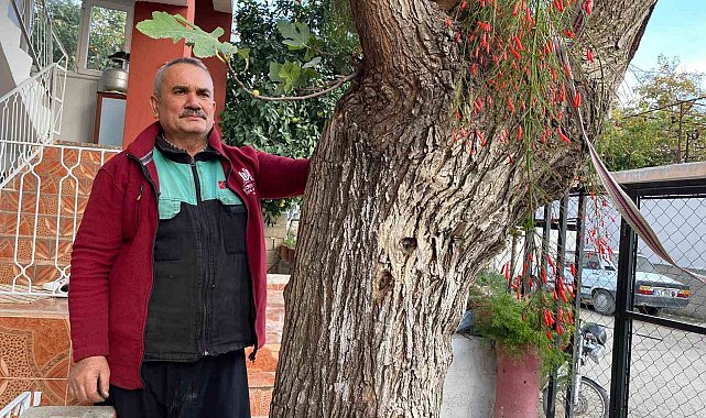 Osmaniye'de dut gövdesinden incir çıktı: Dut ağacının gövdesinde yetişip meyve veren incir ağacı şaşırttı