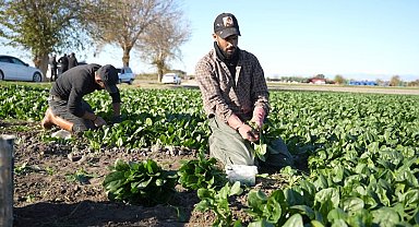 Osmaniye'de ıspanak hasadı başladı