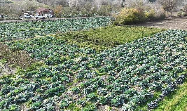 Osmaniye'de lahana hasadı yapıldı