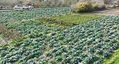 Osmaniye'de lahana hasadı yapıldı
