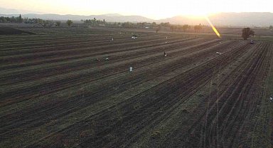 Osmaniye'nin altın ürünü yer fıstığı, hayvan yemi olarak da değerlendiriliyor