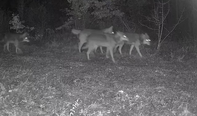 Ovacık'taki yaban hayatı kamerada