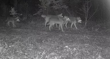 Ovacık'taki yaban hayatı kamerada