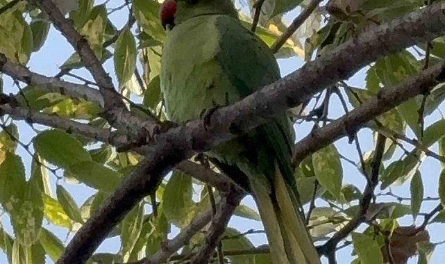 Pakistan papağanları adliye bahçesini mesken tuttu