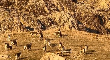 Palu'daki tarihi kalede dağ keçileri görüldü