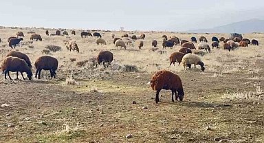 Patnos'ta kar yağmaması çiftçilerin yüzünü güldürdü