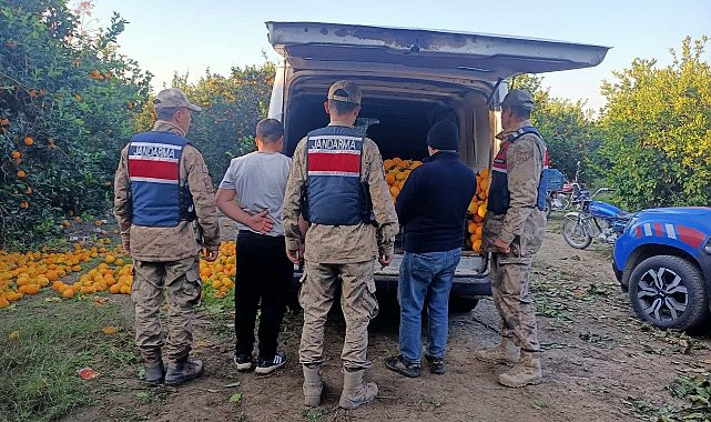 Portakal hırsızları suçüstü yakalandı