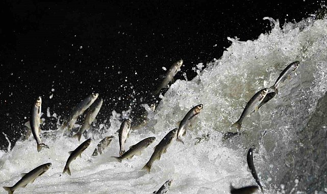 Prof. Dr. Alaeddinoğlu: "İnci kefalinin nesli ciddi tehdit altında"