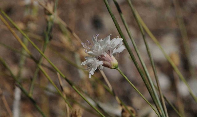 "Çameli pelemiri" bitki literatürüne kazandırıldı