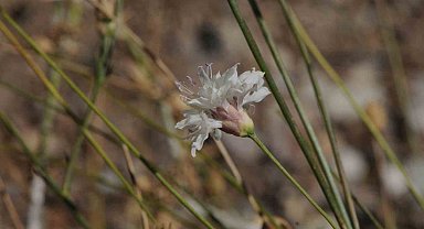 "Çameli pelemiri" bitki literatürüne kazandırıldı