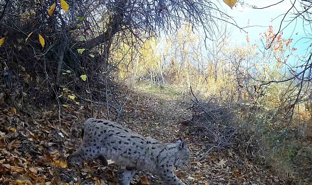 "Ormanın Hayaleti" vaşak Erzincan'da görüntülendi