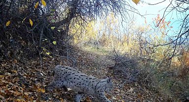"Ormanın Hayaleti" vaşak Erzincan'da görüntülendi