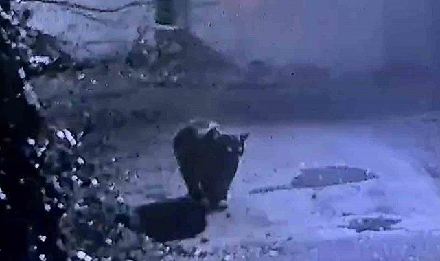Rize'de avcıların yakalayamadığı ayı güvenlik kamerasına yakalandı