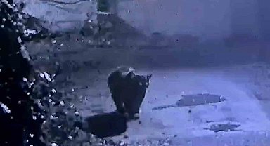Rize'de avcıların yakalayamadığı ayı güvenlik kamerasına yakalandı