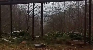 Rize'de ayılara demir profilli tezgah da çare olmadı