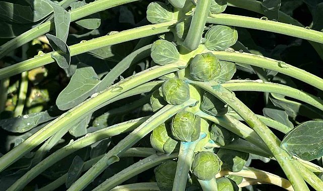 Rusya ve Hollanda lahanayı "Brüksel"den değil İznik'ten alıyor