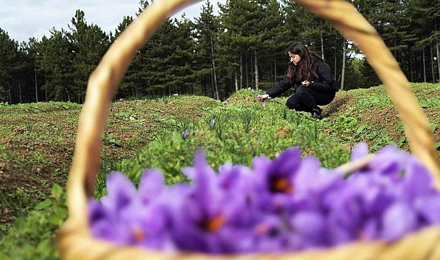 Safran, sarımsak ve kırmızı bibere bilimsel güvence