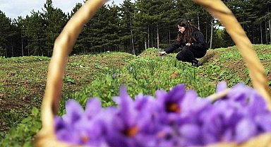 Safran, sarımsak ve kırmızı bibere bilimsel güvence