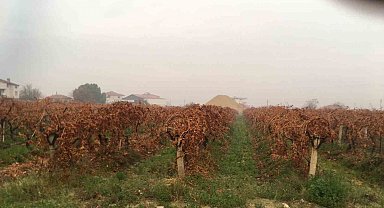 Sağanak yağmur çiftçileri sevindirdi