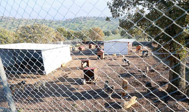 Sahiplendiği iki köpeği sokağa atan şahsa 172 bin TL ceza