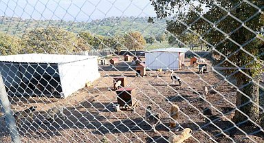 Sahiplendiği iki köpeği sokağa atan şahsa 172 bin TL ceza