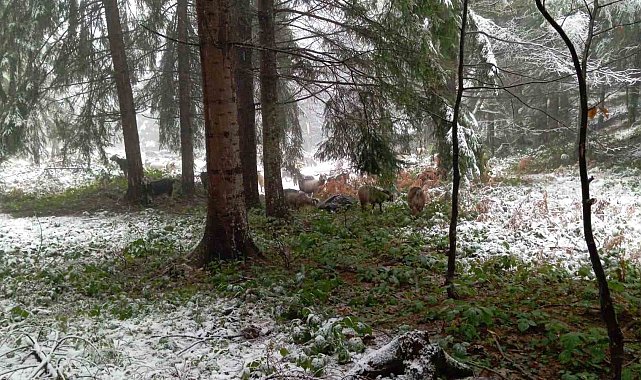 Sakarya'nın yüksek kesimleri beyaz örtüyle kaplandı