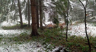Sakarya'nın yüksek kesimleri beyaz örtüyle kaplandı
