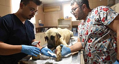 Saldırgan köpek ihbarına giden Kepez Belediyesi'nin çalışanlarına saldırı