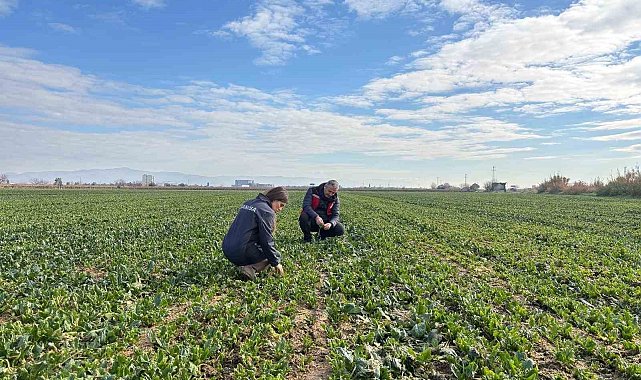 Salihli'de kışlık sebzelerde hastalık ve zararlılara karşı kontroller sürüyor