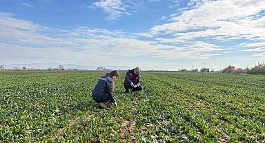 Salihli'de kışlık sebzelerde hastalık ve zararlılara karşı kontroller sürüyor