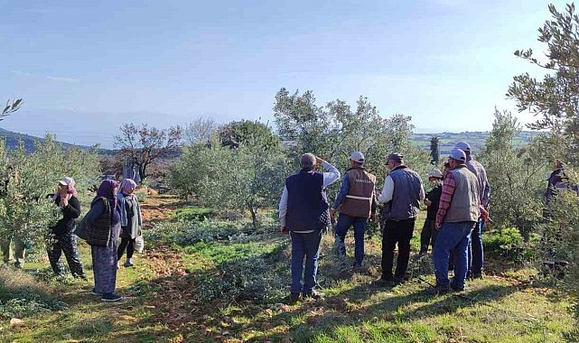 Salihli'de ücretsiz zeytin budama kursu başlıyor