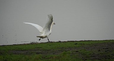 Samsun'da yaban hayatına merhamet eli