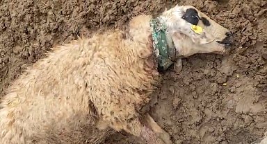 Şanlıurfa'da sürüye saldıran kurt 18 koyunu telef etti